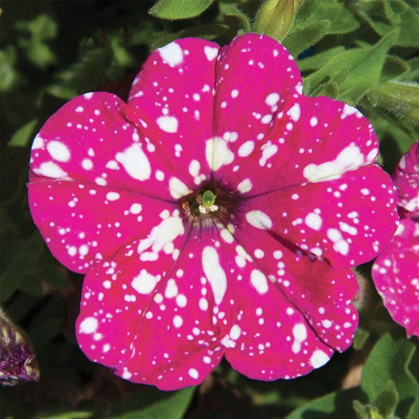 Petunia