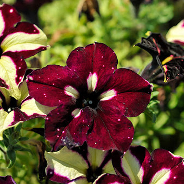 Petunia