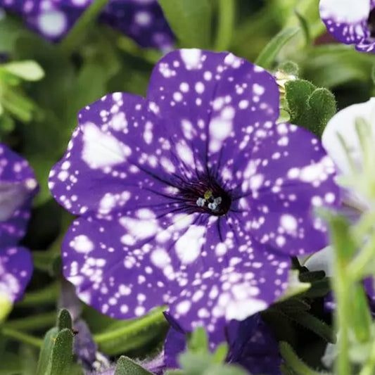 Pétunia Headliner Violet Sky (panier suspendu de 25 cm)