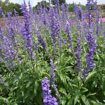 SALVIA SALLYFUN BLUE EMOTION 6" POT