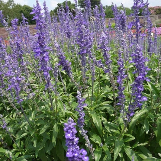 Salvia