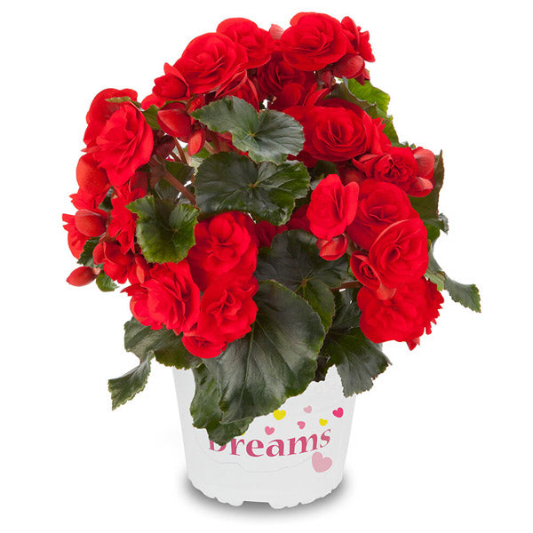Bégonia 