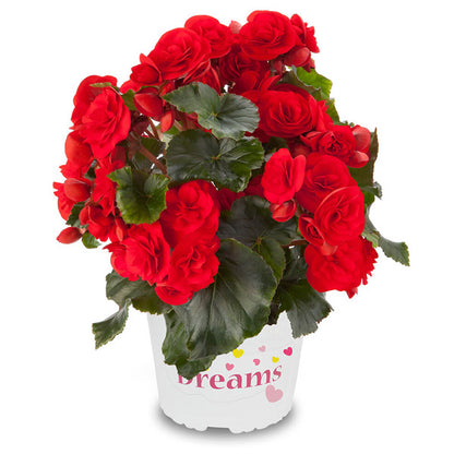 Bégonia 