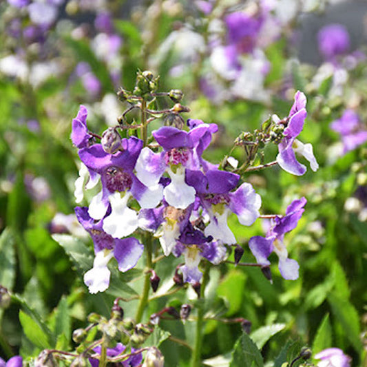 Angelonia Spp Serafina Bicolor