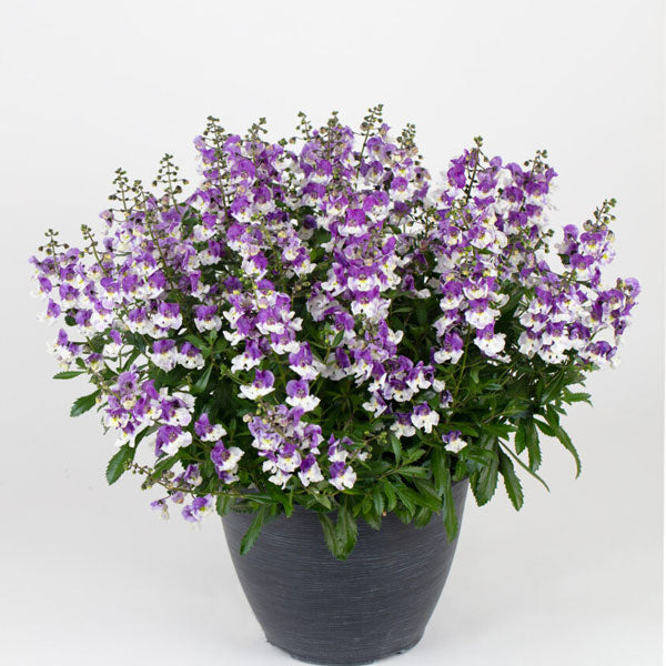 Serafina 4.5" Pot