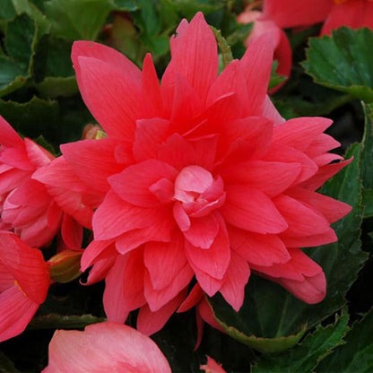 Bégonia 