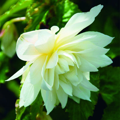 Bégonia 