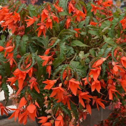 Bégonia 