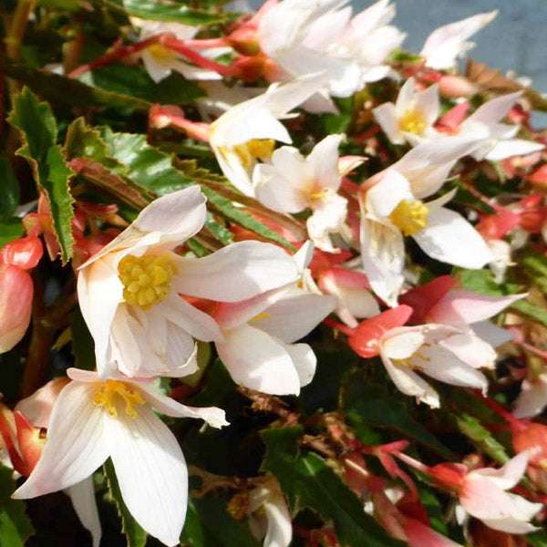Bégonia 