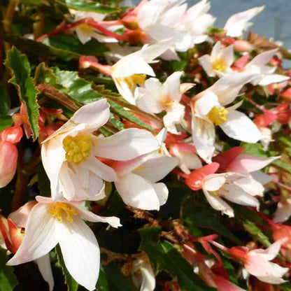 Bégonia 