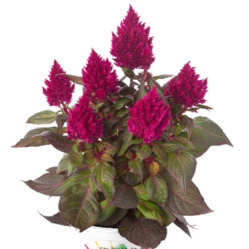 BÉGONIA CÉLOSIE SPP KELOS FIRE MAGENTA POT 5"