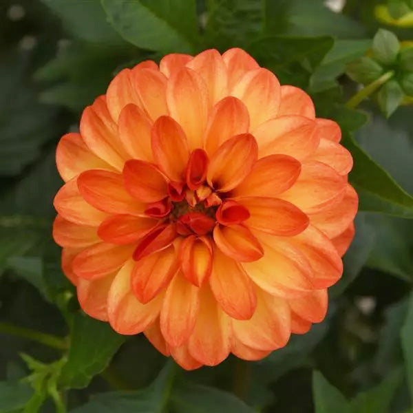 Dahlia ( Gallon )
