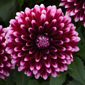 DALAYA PURPLE WHITE