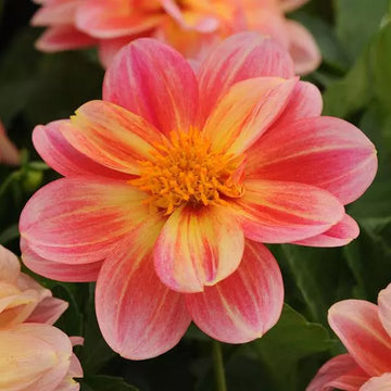 DALAYA SHARI (PINK LEMON)