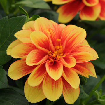 DALAYA SHIVA (YELLOW RED EYE)