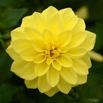 DALAYA YELLOW