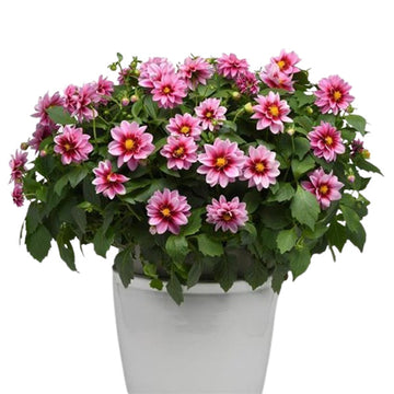 DALAYA YOGI (PINK ROSE EYE)