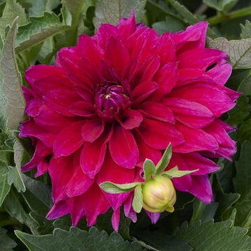 MAGGIORE PURPLE