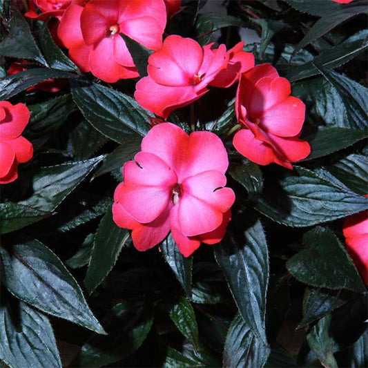 Impatiens Colorpower
