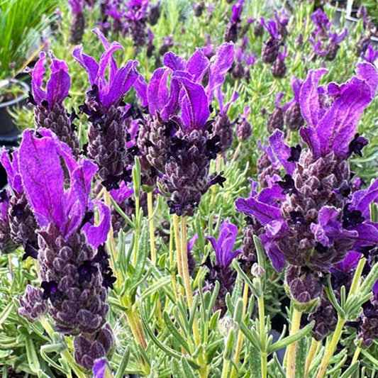 Lavender Deep Purple 5" Pot
