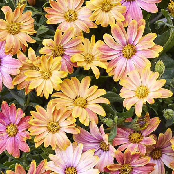 Osteospermum S 4.5" Pot