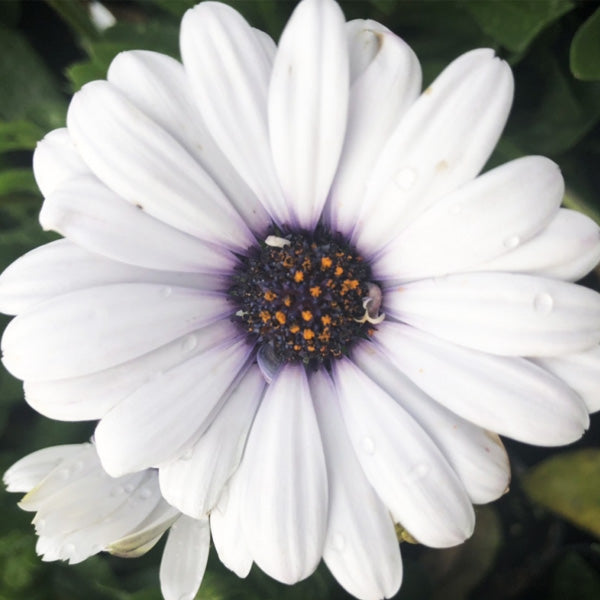 Osteospermum S 4.5" Pot