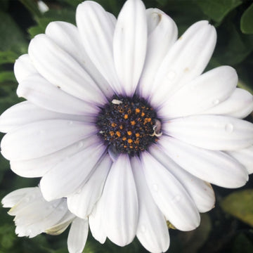 OSTEOSPERMUM S OSTICADE PURE WHITE
