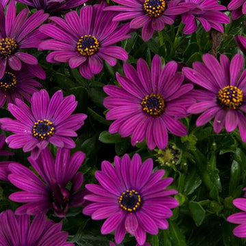 OSTEOSPERMUM S OSTICADE PURPLE