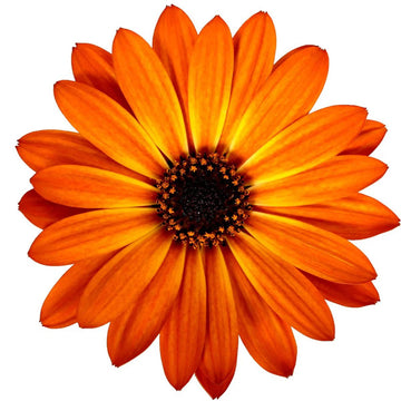 OSTEOSPERMUM S SENORITAS LUCIA