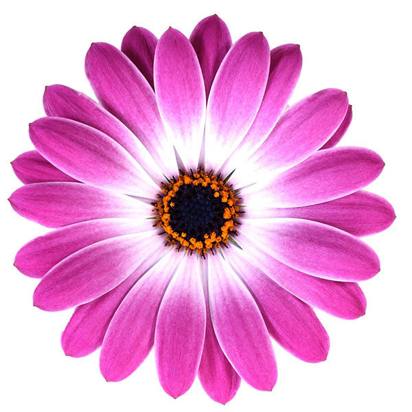 Osteospermum S 4.5" Pot