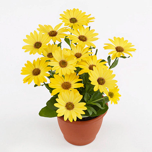 Osteospermum S 4.5" Pot
