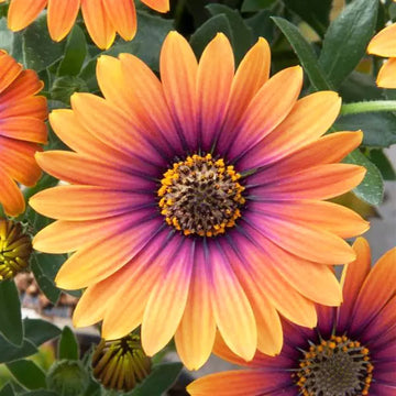 OSTEOSPERMUM S ZION COPPER AMETHYST