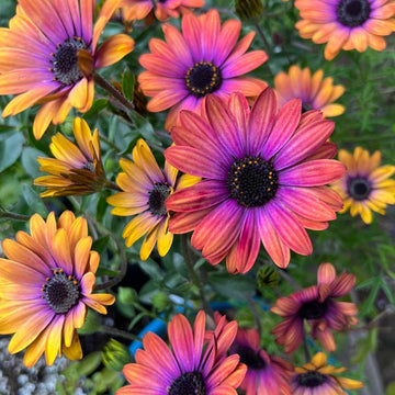 OSTEOSPERMUM S ZION PURPLE SUN