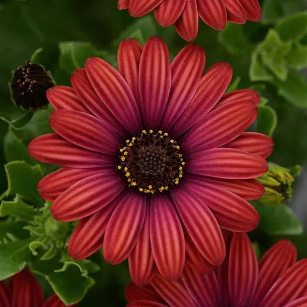 Osteospermum S 4.5" Pot