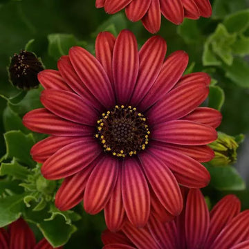OSTEOSPERMUM S ZION RED