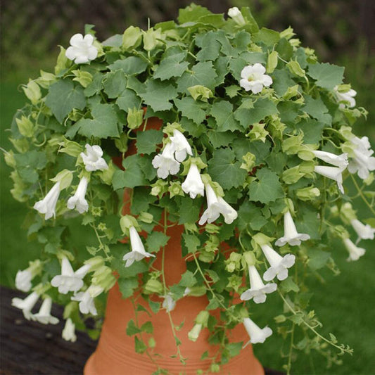 Lophospermum Lofos Compact White ( Hanging Basket 10" )