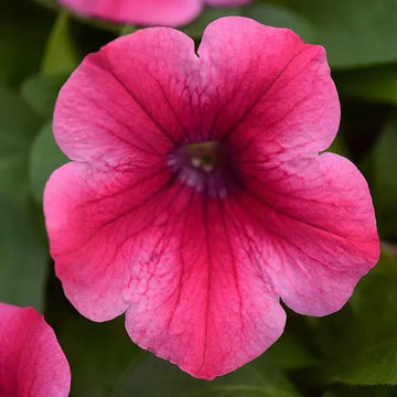 TRIXILINER CHERRY KISS