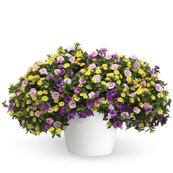 Trixiliner ( Hanging Basket 12" )