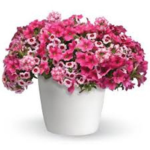 Trixiliner ( Hanging Basket 12" )