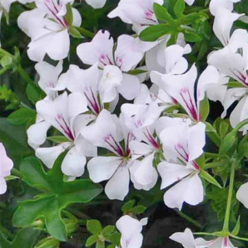 PELARGONIUM SP GLACIER WHITE
