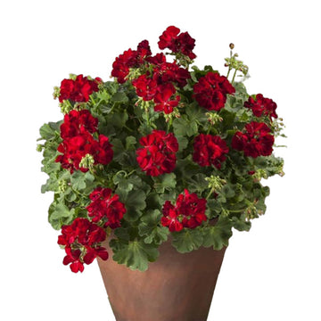 PELARGONIUM JOKER RED