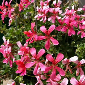 Pélargonium Ville de Paris Rosa