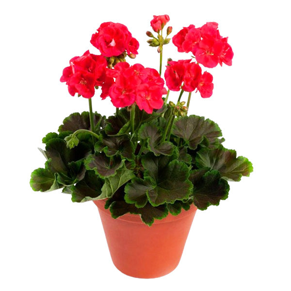 Pélargonium en pot de 13 cm