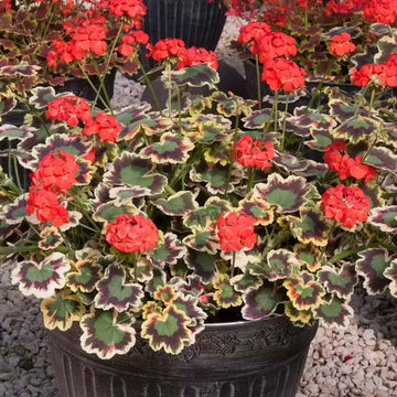 PELARGONIUM MRS. POLLOCK (RED)