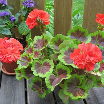 PELARGONIUM&nbsp; OCCOLD SHIELD (RED)