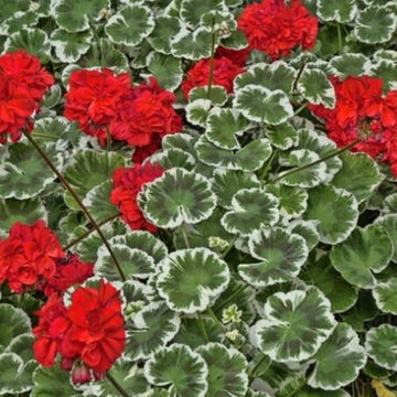 PELARGONIUM WILHELM LANGGUTH (RED)