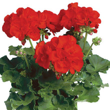 PÉLARGONIUM ELANOS ROUGE VIF (ANTHONY)/(ÉCARLATE)