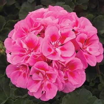 PÉLARGONIUM MOONLIGHT PINK LIGHT BIG EYE (KATHY)