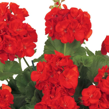 PÉLARGONIUM POLARIS RE-AL (ROUGE)