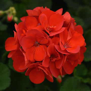 PELARGONIUM SUNRISE ROUGE BRILLANT (FERNANDO)